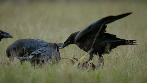 A flock of common ravens (Corvus corax) scavenging on a carcass in grass Stock-Footage 297596221