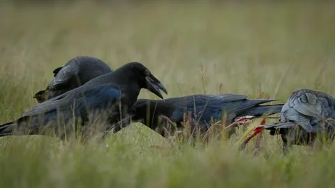 A flock of common ravens (Corvus corax) scavenging on a carcass in grass Stock-Footage 297596434