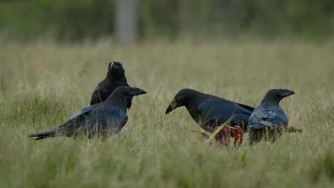 A flock of common ravens (Corvus corax) scavenging on a carcass in grass Stock Footage 297596470