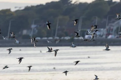 Flock of common redshanks in flight Stock Photos