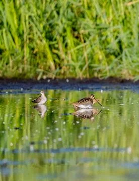 Flock Of Common Snipe In Action Stock Photos