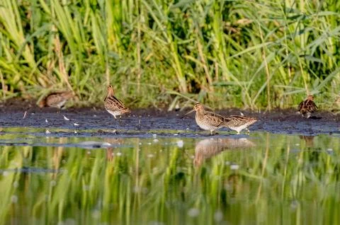 Flock Of Common Snipe In Action Stock Photos