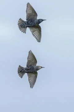 A flock of common starling birds Sturnus vulgaris migration in flight Stock Photos