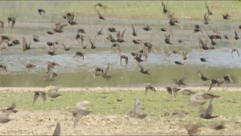 Flock of common starlings in forest Stock Footage 211399806