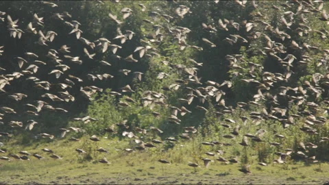 Flock of common starlings in forest Stock Footage 211399831