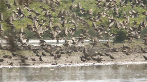Flock of common starlings in forest Stock Footage 211400459
