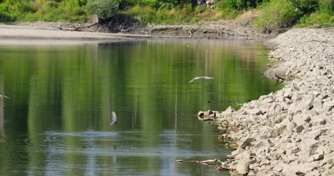 A flock of common terns fly above lake and dip themselves in water to cool off Stock Footage 258641462