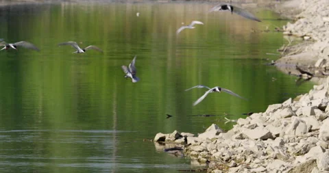 A flock of common terns fly above rocks on a shore and a lake Stock-Footage 258641565