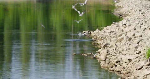 A flock of common terns fly above and bathe in a lake with rocky shore Stock Footage 258938471