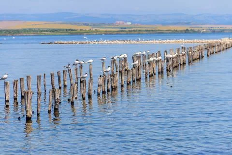 Flock of common terns (Sterna hirundo) perched on a wooden poles at Pomorie Stock Photos