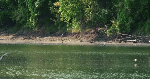 A flock of common terns swim above lake and gently touch the surface Video stock 258932105
