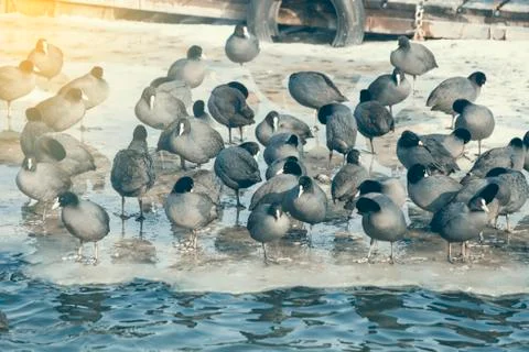 Flock of coots Stock Photos