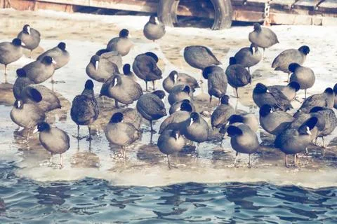 Flock of coots Stock Photos