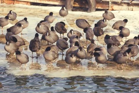 Flock of coots Stock Photos