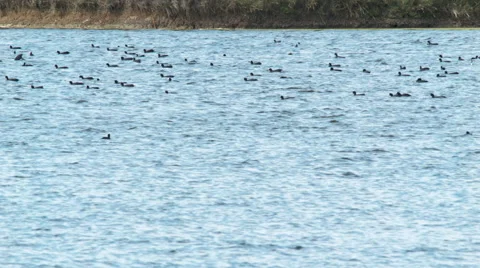 A flock of coots, resting against the current in bird sanctuary Stock Footage 53842283