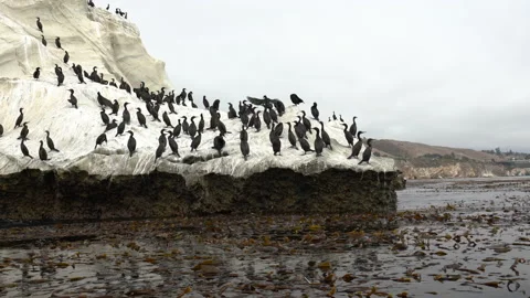 Flock of cormorants on a cliff top, view from kayak Stock-Footage 136065717