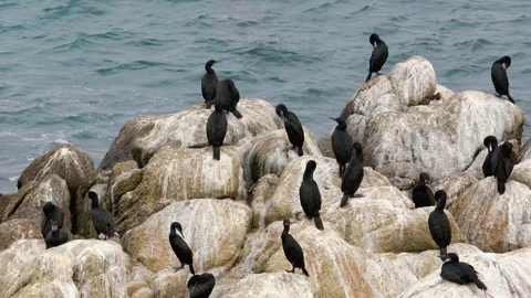 Flock of cormorants on a clifftop Stock Footage 221106174