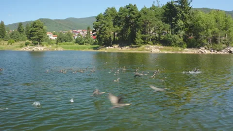 Flock of cormorants  flies over a large lake on a summer day. Phalacrocorax Stock Footage 139467259
