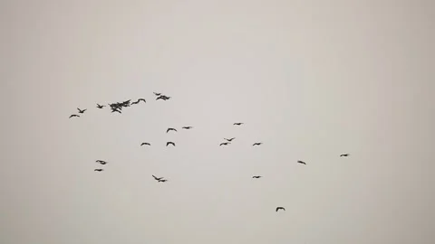 Flock of cormorants flying across sky in gujarat india Stock Footage 337642943