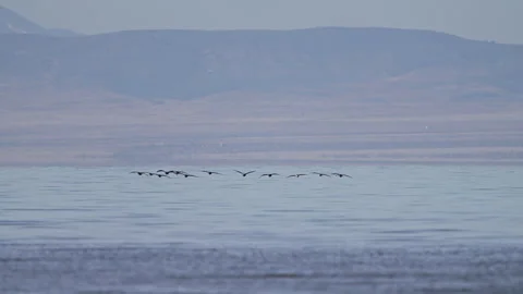 Flock of Cormorants flying low over Utah Lake Stock Footage 327628643