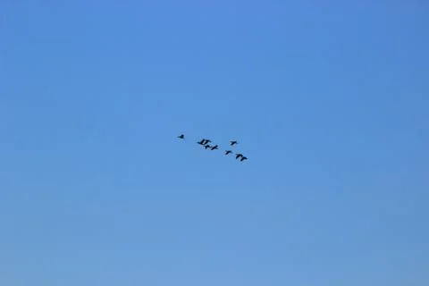 A flock of cormorants in the jamb Stock Photos