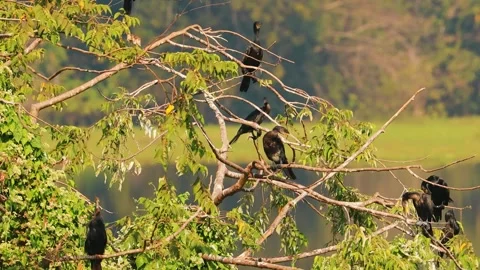 A flock of cormorants perched on the branches of a leafy tree. Stock Footage 301075221