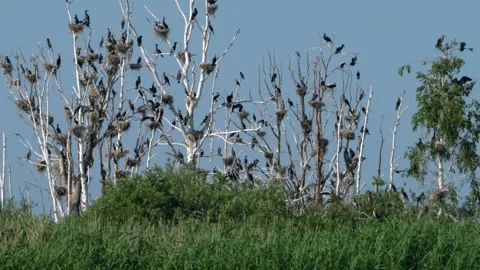 A flock of cormorants perched on trees amid the river thickets. Stock Footage 297402775