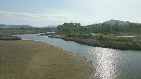 Flock of cormorants on a river delta Stock Footage 233923177