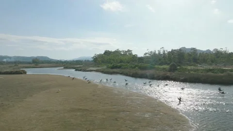 Flock of cormorants on a river delta Stock Footage 233923259