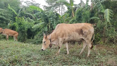 The flock of cows that are flourishing Stock Footage 255269199