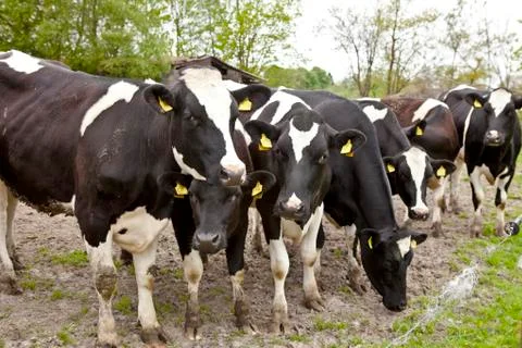 Flock of cows at the fence Stock Photos