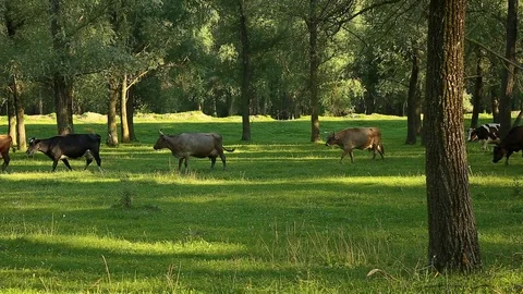 Flock of cows going through a forest during a summer sunny day near sunset Stock Footage 93368398
