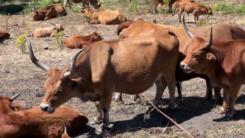 Flock of cows grazing in fields devastated by fire Stock Footage 313751350