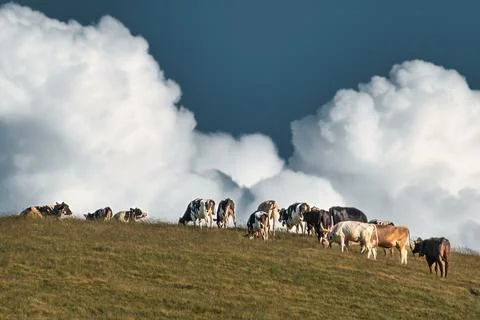 Flock of cows in the meadow Fotos de archivo