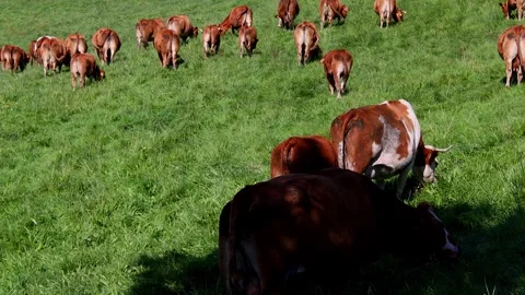 A flock of cows on a meadow video Stockbeeldmateriaal 260015067