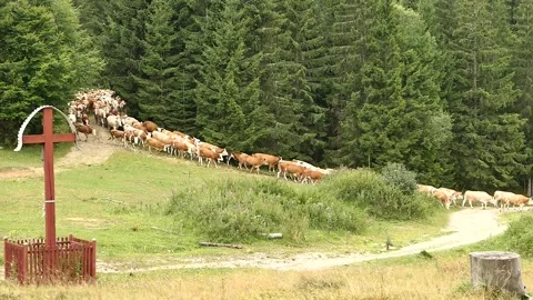 Flock of cows moving from forested hill on dirt pathway Stock Footage 287243661