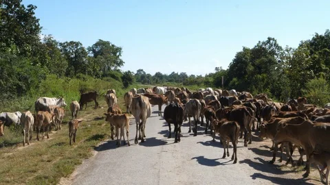 Flock of cows in Myanmar, Burma in 4K Stock Footage 97569803