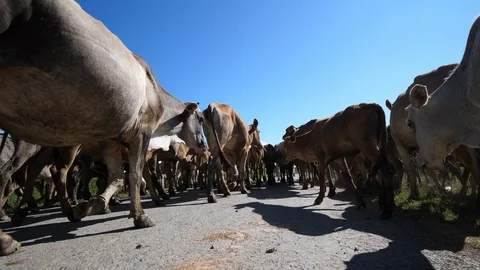 Flock of cows in Myanmar, Burma in 4K Stock Footage 97586545