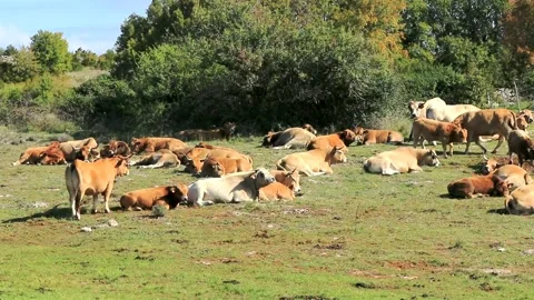 Flock of cows resting Stock Footage 135052055