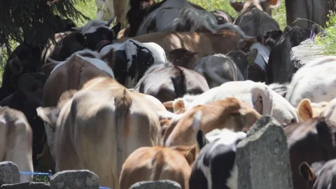 Flock of cows walking on sun light Stock-Footage 112750388