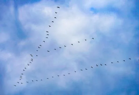 Flock of cranes in arrow formation returning Foto stock