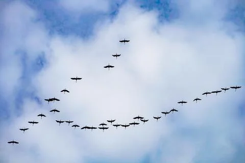 Flock of cranes in arrow formation returning Stock Photos