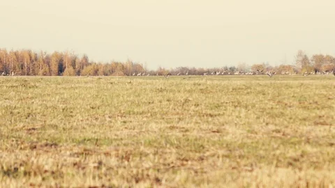 A flock of cranes. Autumn. Stock Footage 100158248