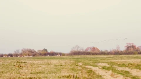 A flock of cranes. Autumn. Stock Footage 100158253