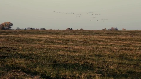A flock of cranes. Autumn. Video stock 100158402