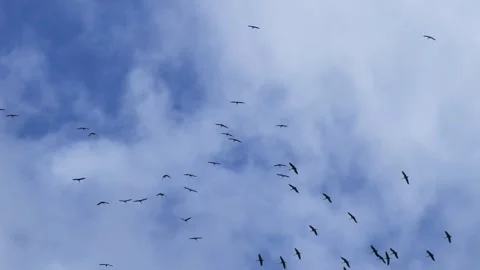 A flock of cranes flies across a cloudy blue sky. Stock Footage 337323393