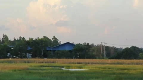 A flock of cranes flies Stock Footage 274443920