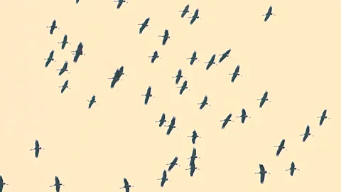 A flock of cranes flies in slow motion. Stock Footage 337323367