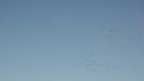 Flock of Cranes in flight formation during migration in autumn. Birds are flying Video stock 101432922