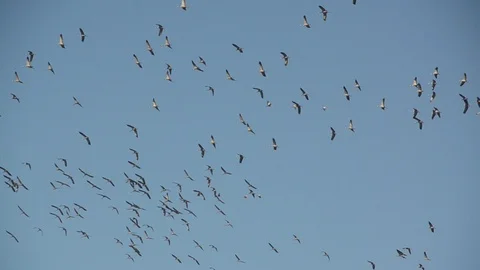 Flock of Cranes in flight formation during migration in autumn. Group of birds Video stock 101433025